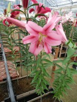 [4507 PO95 Provecho No01.JPG]